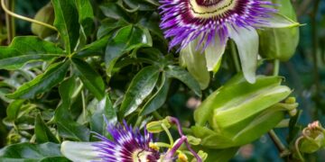 Raminamasis pasifloros poveikis