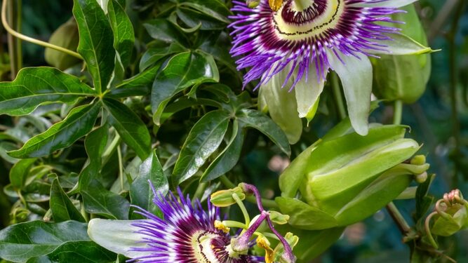 Raminamasis pasifloros poveikis