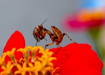Ką daryti, jei įkando maldininkas