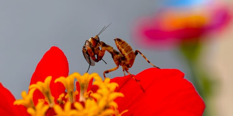 Ką daryti, jei įkando maldininkas