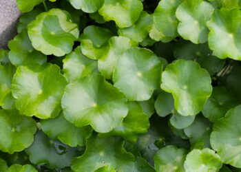 Ar gotu kola padeda gydyti venų varikozę?