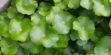 Ar gotu kola padeda gydyti venų varikozę?