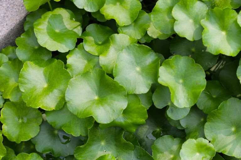 Ar gotu kola padeda gydyti venų varikozę?