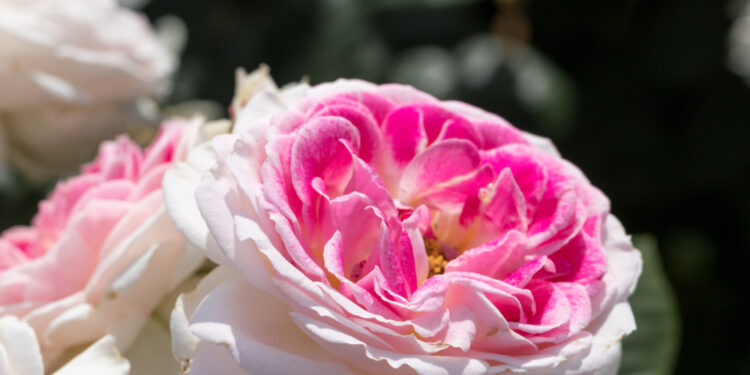 Viskas, ką reikia žinoti apie ivermektiną gydant rožinę