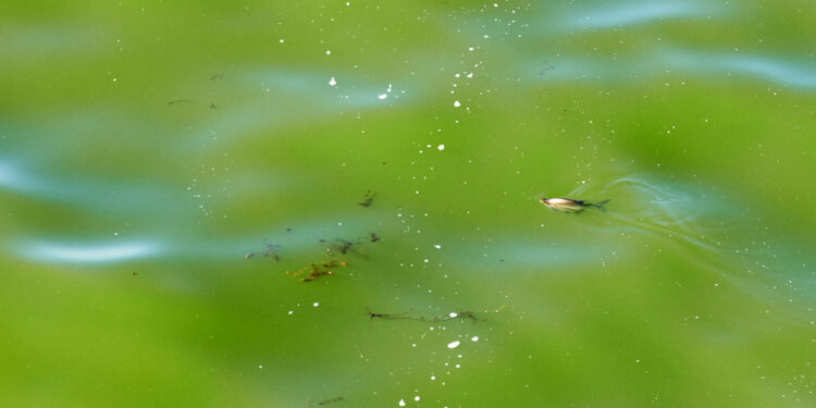 Žuvinė kaspinuotė (Diphyllobothriasis)