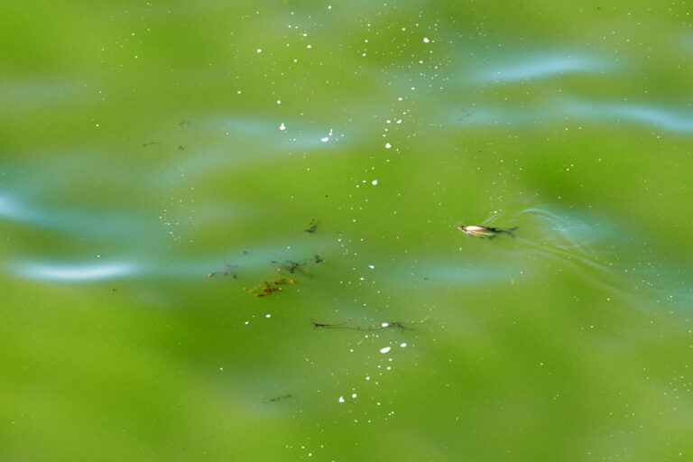 Žuvinė kaspinuotė (Diphyllobothriasis)