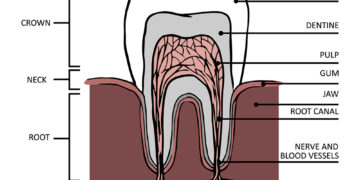 Požymiai, kad šlapimo takų infekcija (ŠTI) praeina be antibiotikų