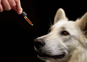 Kokie yra kanapių aliejaus privalumai?