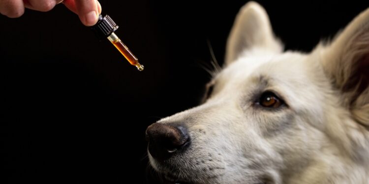 Kokie yra kanapių aliejaus privalumai?