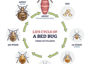 Ką daryti, jei plaukuose aptikote glindų