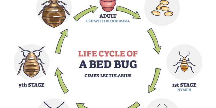 Ką daryti, jei plaukuose aptikote glindų