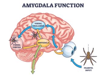 Bakterinis, virusinis ir grybelinis meningitas: kuo jie skiriasi?