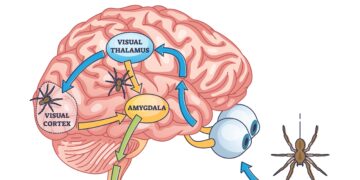 Bakterinis, virusinis ir grybelinis meningitas: kuo jie skiriasi?