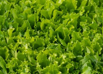 Ar romaninės salotos turi kokių nors maistinių savybių?