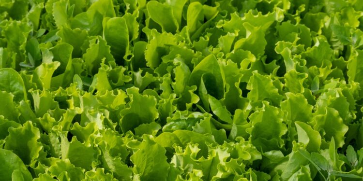 Ar romaninės salotos turi kokių nors maistinių savybių?