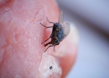 Ką daryti įgėlus aklai musėi