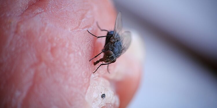 Ką daryti įgėlus aklai musėi