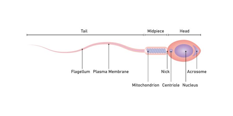 Tinkamas lietuviškas pavadinimas „Trabeculation“ būtų **„Tinklelinė struktūra“** arba **„Tinklelinis audinys“**, priklausomai nuo konteksto.Medicinoje, pavyzdžiui, kalbant apie širdį („ventricular trabeculation“), dažniausiai vartojama **„tinklelinė sandara“** arba **„tinklelinis raštas“**.Trumpai:  **Trabeculation** – **tinklelinė sandara** / **tinklelinė struktūra** (pasirinkite pagal konkrečią sritį ir kontekstą).