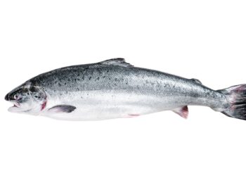 Žuvų faktai: viskas apie lašišą ir cholesterolį