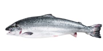 Žuvų faktai: viskas apie lašišą ir cholesterolį