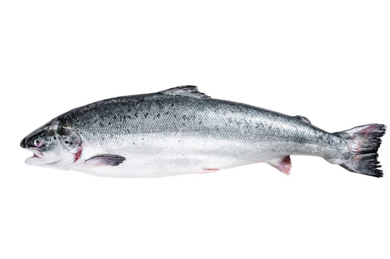 Žuvų faktai: viskas apie lašišą ir cholesterolį