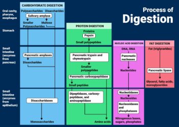 Kandidozės tyrimo galimybės