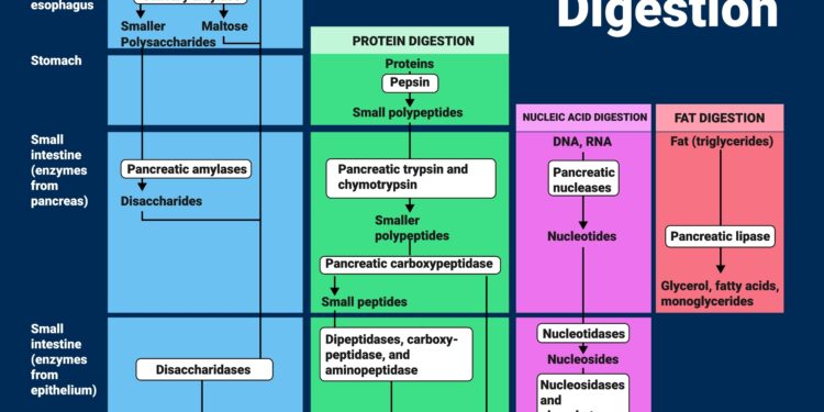 Kandidozės tyrimo galimybės