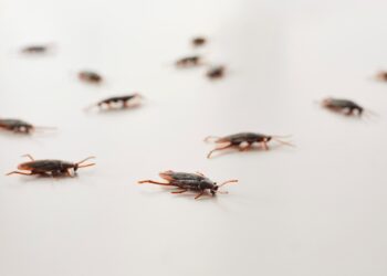 Ar tarakonai pavojingi?