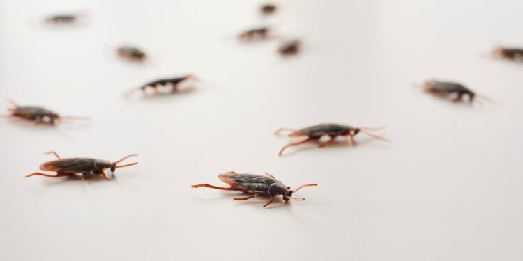 Ar tarakonai pavojingi?