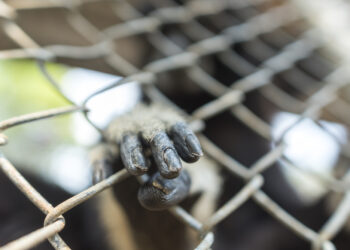 Kas yra beždžionės plaštaka ir dėl ko ji atsiranda?