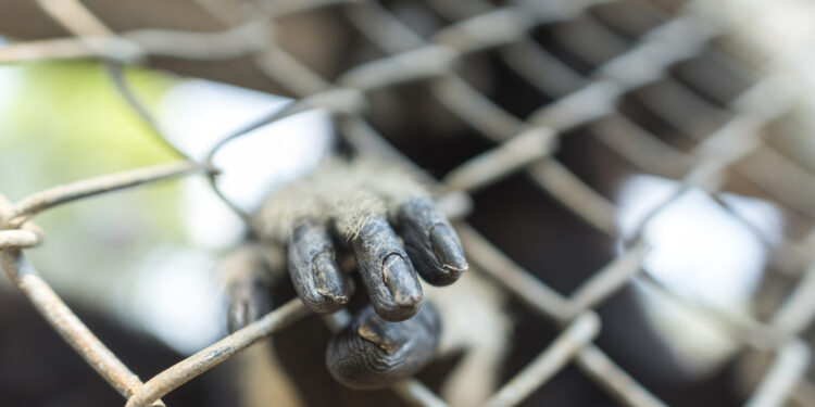 Kas yra beždžionės plaštaka ir dėl ko ji atsiranda?