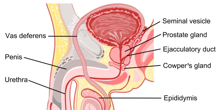 Kodėl sekso metu atsiranda dujų (pasišalina dujos)?