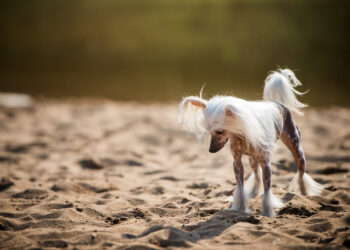 Ar Celexa sukelia svorio prieaugį?
