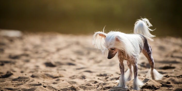 Ar Celexa sukelia svorio prieaugį?
