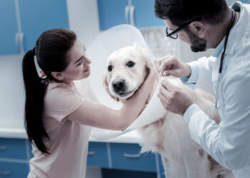 Ar galiu užsikrėsti konjunktyvitu nuo savo šuns?