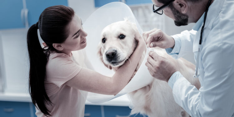 Ar galiu užsikrėsti konjunktyvitu nuo savo šuns?