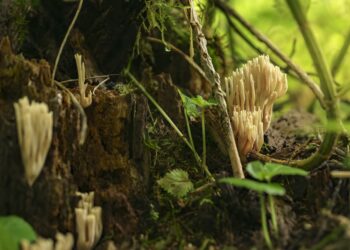 Mito „Vėžys yra grybas“ paneigimas