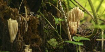 Mito „Vėžys yra grybas“ paneigimas