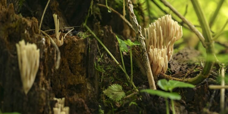 Mito „Vėžys yra grybas“ paneigimas