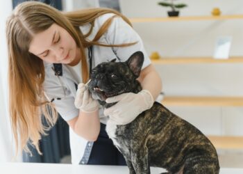 10 įspėjamųjų ženklų, kad turėtumėte nuvesti šunį pas veterinarą