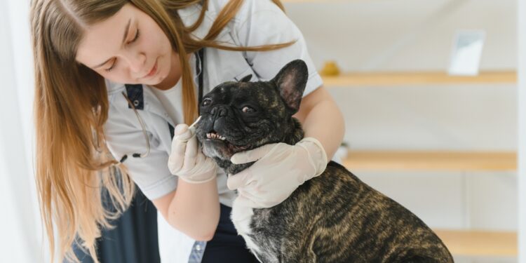 10 įspėjamųjų ženklų, kad turėtumėte nuvesti šunį pas veterinarą