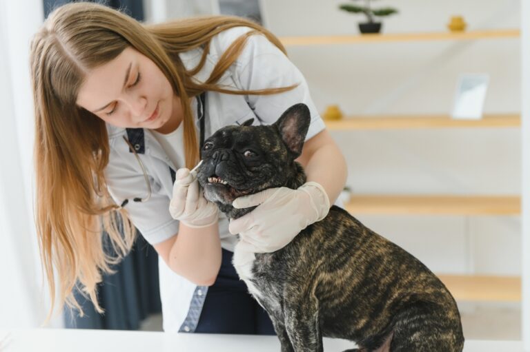 10 įspėjamųjų ženklų, kad turėtumėte nuvesti šunį pas veterinarą