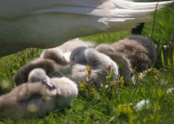 Viskas, ką reikia žinoti apie kapšelio tinimą