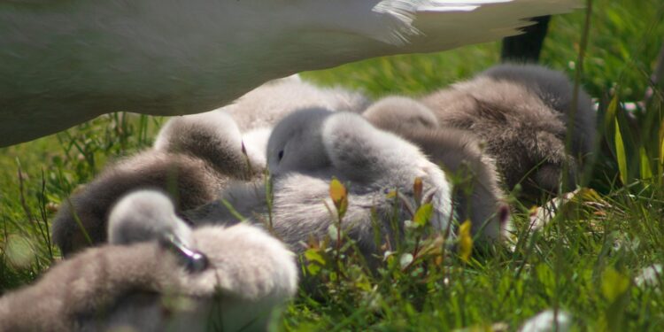 Viskas, ką reikia žinoti apie kapšelio tinimą