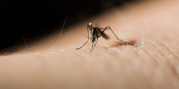 Kodėl uodai negali platinti ŽIV ir kokius virusus jie perduoda