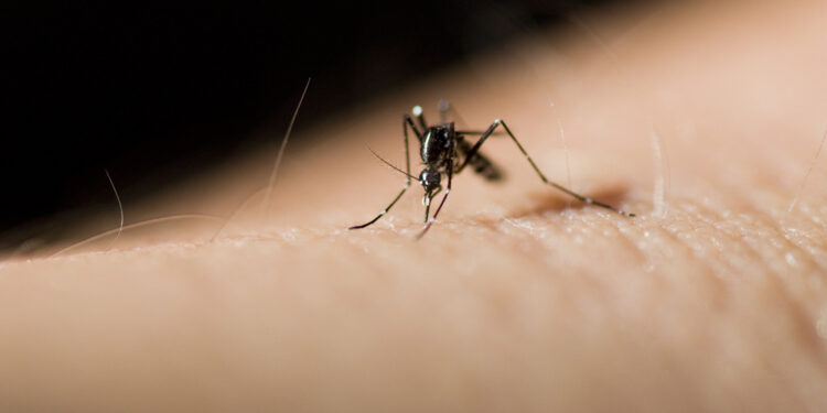 Kodėl uodai negali platinti ŽIV ir kokius virusus jie perduoda