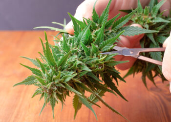 Kanapės ir epilepsija