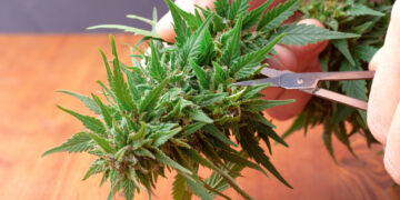 Kanapės ir epilepsija