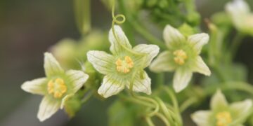 Kas yra bryonija ir ar verta ją vartoti?